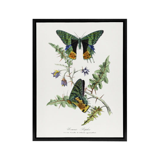 Paul Gervais Madagascan Sunset Moth and Flowers Black Framed Canvas Art Print