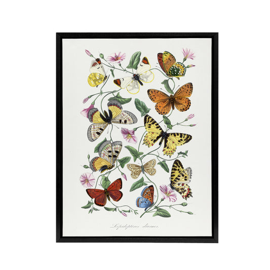 Paul Gervais Moths Butterflies and Morning Glory Black Framed Canvas Art Print
