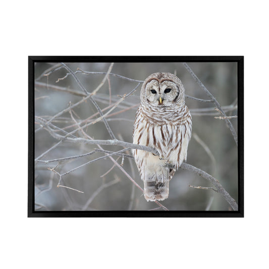 Barred Owl Strix Varia Bird On Branch Black Framed Canvas Wall Art Print