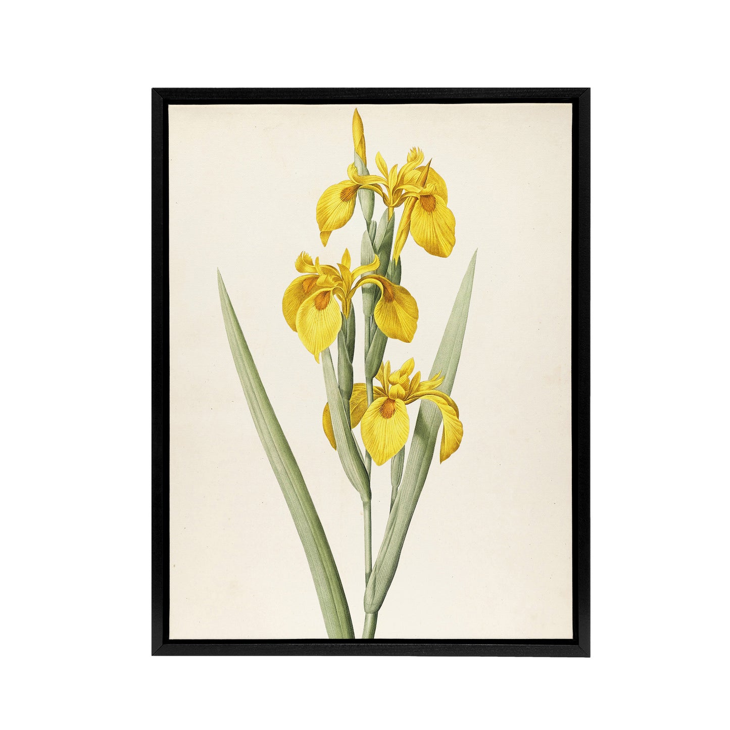 Sweet Flag Iris Flower Floral Wall Black Framed Canvas Wall Art Print