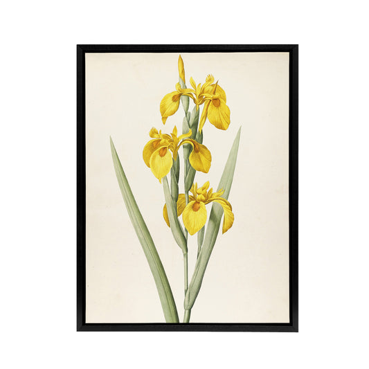 Sweet Flag Iris Flower Floral Wall Black Framed Canvas Wall Art Print