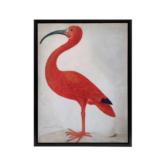 Merian Scarlet Ibis With Egg Nature Black Framed Canvas Wall Art Print