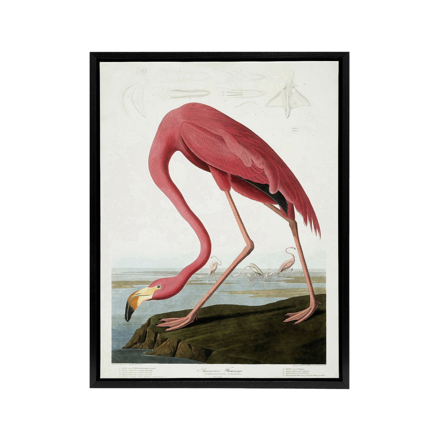 Audubon American Flamingo in Coastal Landscape Black Framed Canvas Wall Art