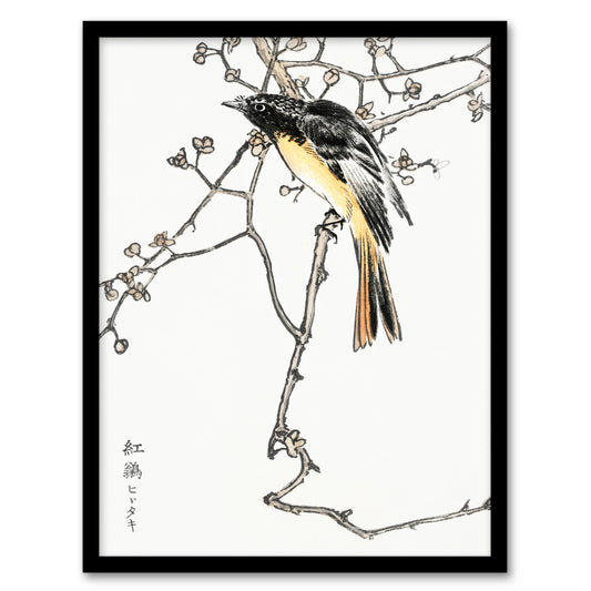 Numata Kashu Framed Wall Art Print Siberian Blue Tail Bird Japanese Home Décor