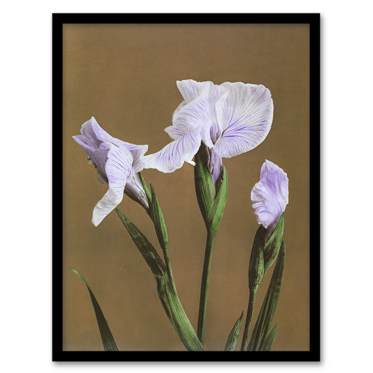 Ogawa Kazumasa Framed Wall Art Print Japanese Water Iris Flowers Home Décor