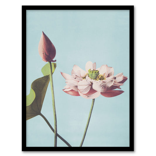 Ogawa Kazumasa Framed Wall Art Print Pink Lotus Flower Blooms Home Décor