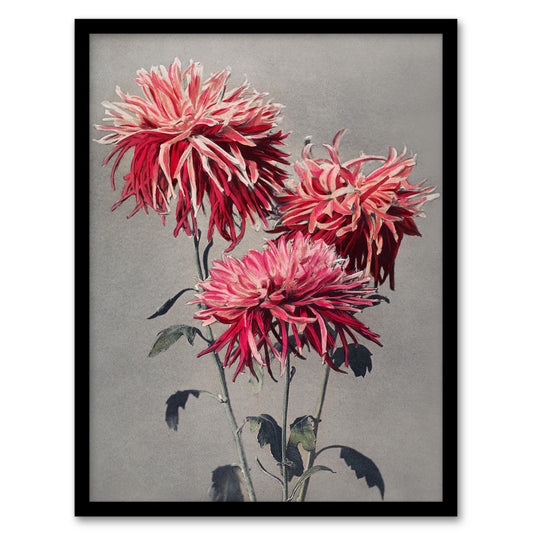 Ogawa Kazumasa Framed Wall Art Print Pink Chrysanthemum Flowers Home Décor