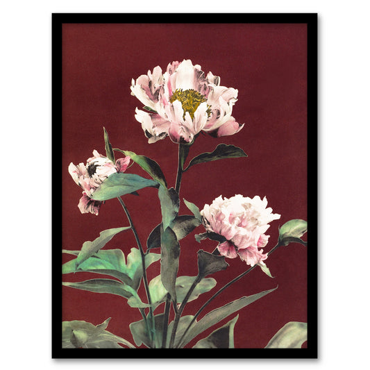Ogawa Kazumasa Framed Wall Art Print Pink Herbaceous Peony Flower Home Décor