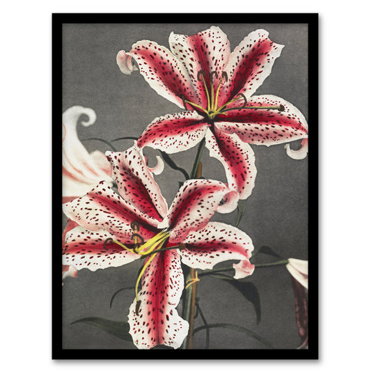 Ogawa Kazumasa Framed Wall Art Print Pink Spotted Lily Flower Blooms Home Décor