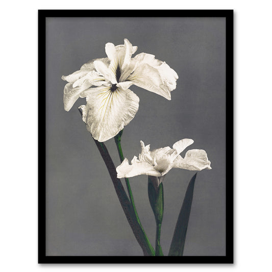 Ogawa Kazumasa Framed Wall Art Print White Water Iris Flowers Home Décor