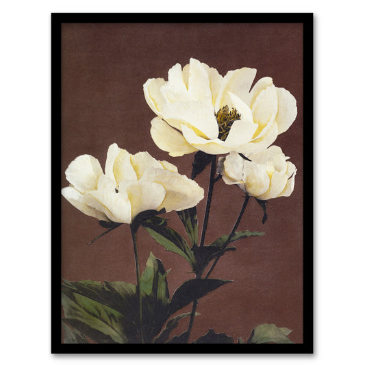 Ogawa Kazumasa Framed Wall Art Print White Herbaceous Peony Flowers Home Décor