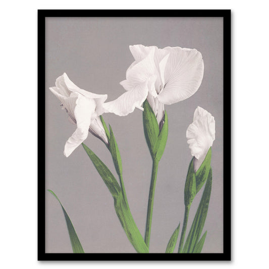 Ogawa Kazumasa Framed Wall Art Print White Irises Blooming Flowers Home Décor