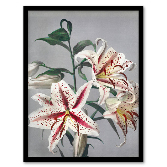 Ogawa Kazumasa Framed Wall Art Print White Pink Spotted Lilly Flowers Home Décor