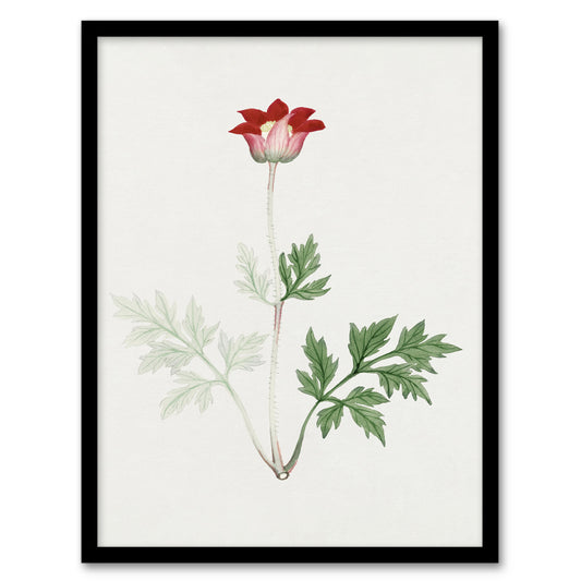 Vintage Japanese Botanical Framed Wall Art Print Red Bloom Flower Home Décor