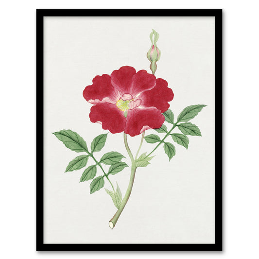 Vintage Japanese Botanical Framed Wall Art Print Red Flower Home Décor