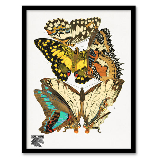 Eugene Seguy Framed Wall Art Print Papillons Butterflies Illustration Home Décor