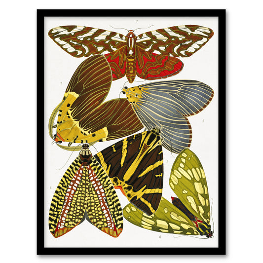 Eugene Seguy Framed Wall Art Print Vintage Butterfly Illustration Home Décor
