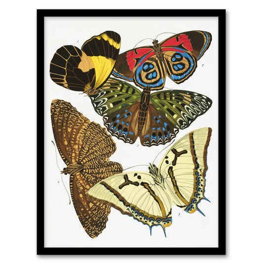 Eugene Seguy Framed Wall Art Print Vintage Butterflies Papillons Home Décor