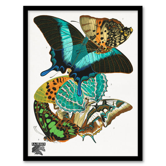 Eugene Seguy Framed Wall Art Print Vintage Colourful Butterflies Home Décor