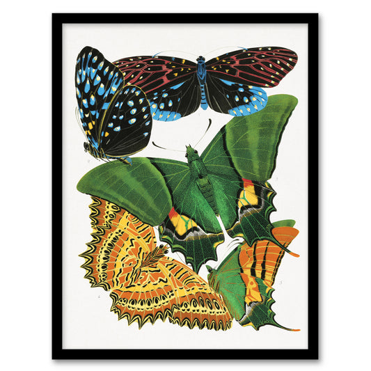 Eugene Seguy Framed Wall Art Vintage Vibrant Butterflies Papillons Home Décor