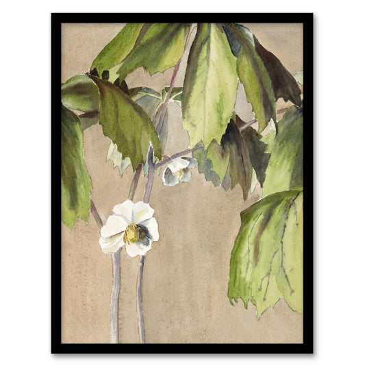 Hannah Borger Overbeck Framed Wall Art May Apple Flower Watercolour Home Décor