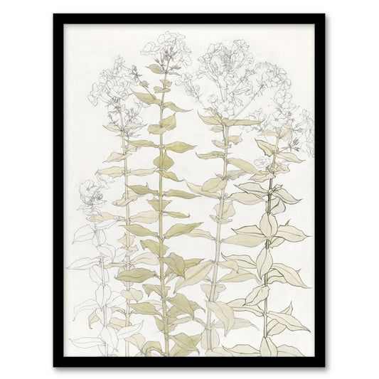Julie de Graag Framed Wall Art Print Phlox Colour Sketch of Flowers Home Décor