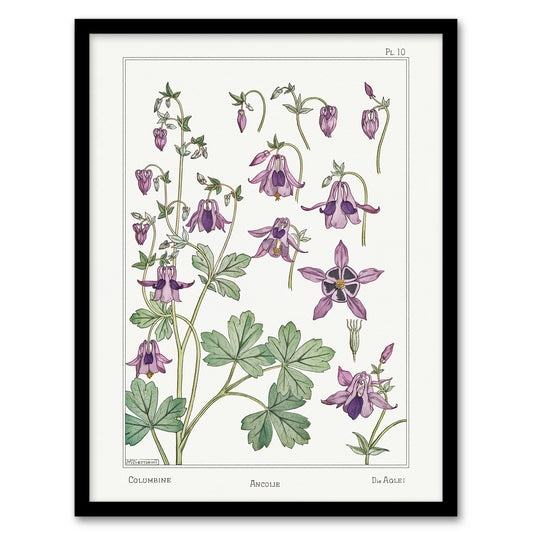 Maurice Pillard Verneuil Framed Wall Art Columbine Aquilegia Flower Home Décor