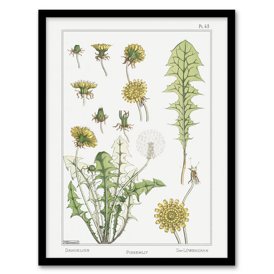 Maurice Pillard Verneuil Framed Wall Art Print Dandelion Flower Plant Home Décor