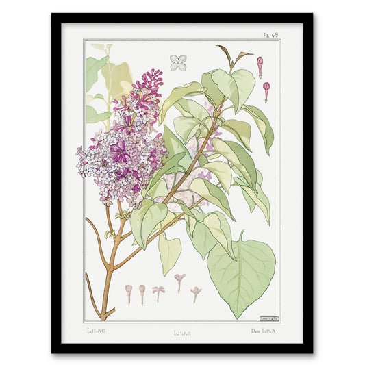 Maurice Pillard Verneuil Framed Wall Art Print Lilac Flower Plant Home Décor