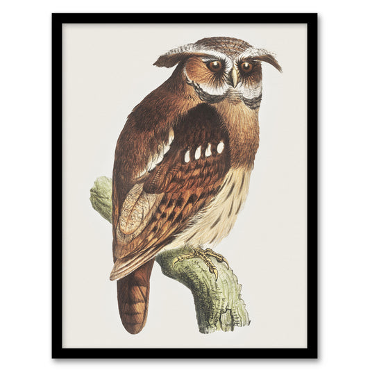 Theo van Hoytema Framed Wall Art Print Eagle Owl Perched on a Branch Home Décor