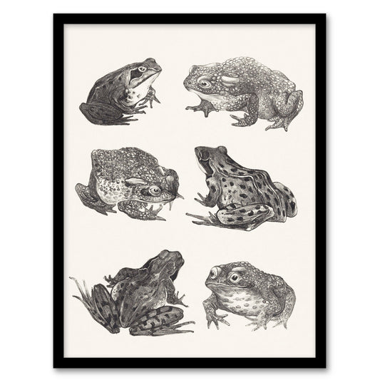 Theo van Hoytema Framed Wall Art Six Frogs and Toads Pencil Drawing Home Décor