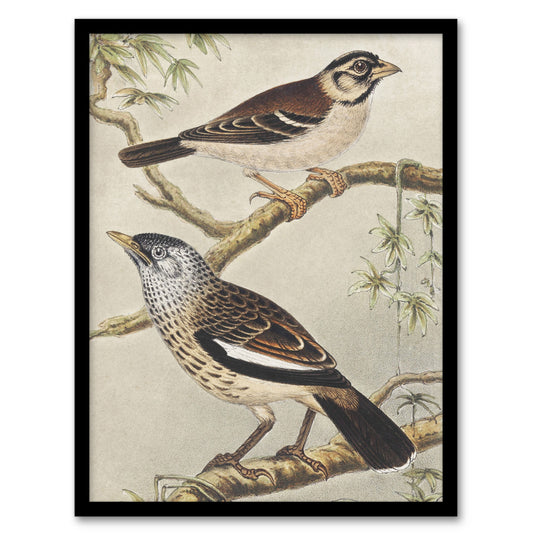 Theo van Hoytema Framed Wall Art Print Two Birds on Tree Branches Home Décor