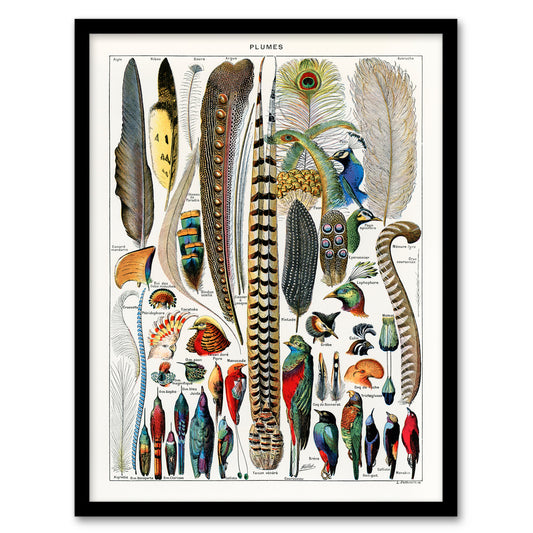 Adolphe Millot Framed Wall Art Print Plumes Exotic Bird Feathers Home Décor