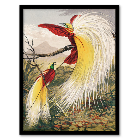 Benjamin Fawcett Framed Wall Art Print Bird of Paradise Exotic Animal Home Décor