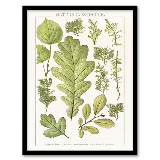 Brockhaus Lexikon Framed Wall Art Print Plant Lover Botanical Leaves Home Décor