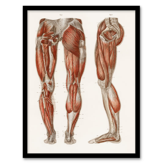 Carl Ernst Bock Framed Wall Art Print Leg and Feet Muscle Anatomy Home Décor