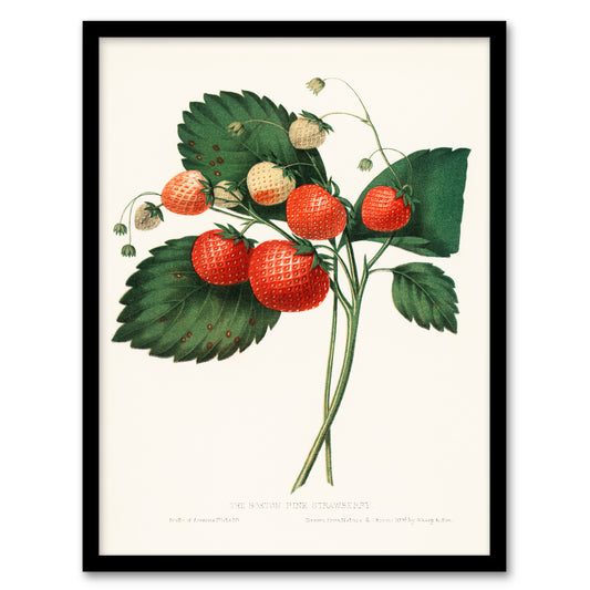 Charles Hovey Framed Wall Art Print Boston Pine Strawberry Plant Home Décor
