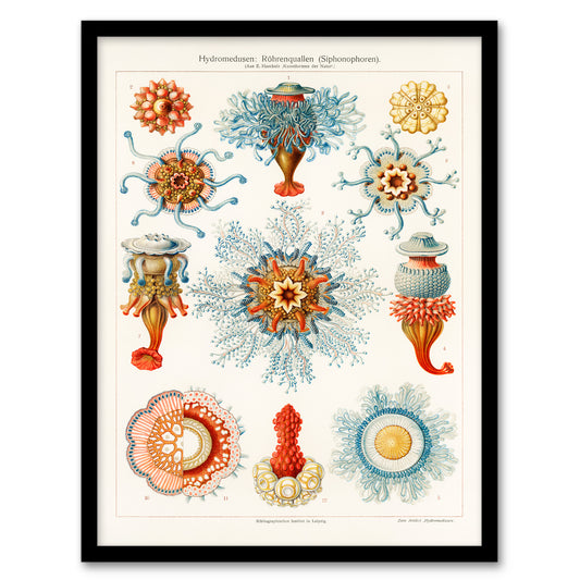 Ernst Haeckel Framed Wall Art Print Jellyfish Hydromedusen Hydrozoa Home Décor