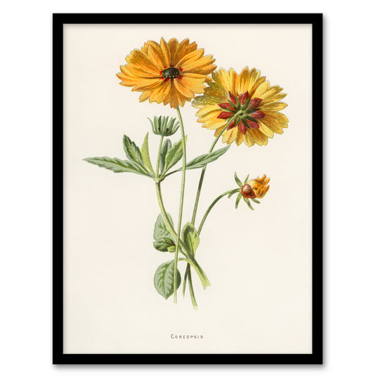 Frederick Edward Hulme Framed Wall Art Coreopsis Tickseed Flower Home Décor