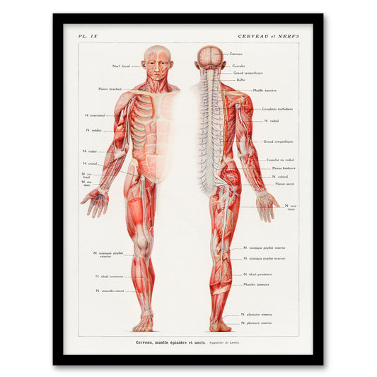 Boissiere Framed Wall Art Human Nervous System Vintage Illustration Home Décor