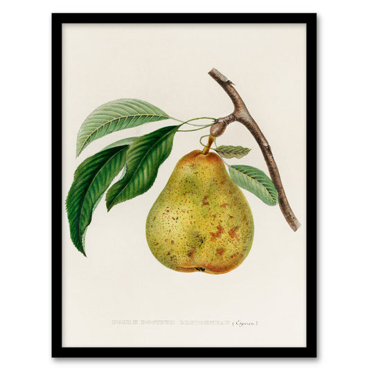 Jacob Sturm Framed Wall Art Print Vintage Illustration of a Pear Home Décor