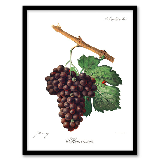 Jules Troncy Framed Wall Art Wine Grapes Mourvaison Ampelography Home Décor