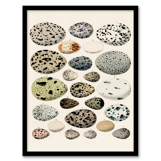 Lorenz Oken Framed Wall Art Print Different Species Bird Eggs Home Décor