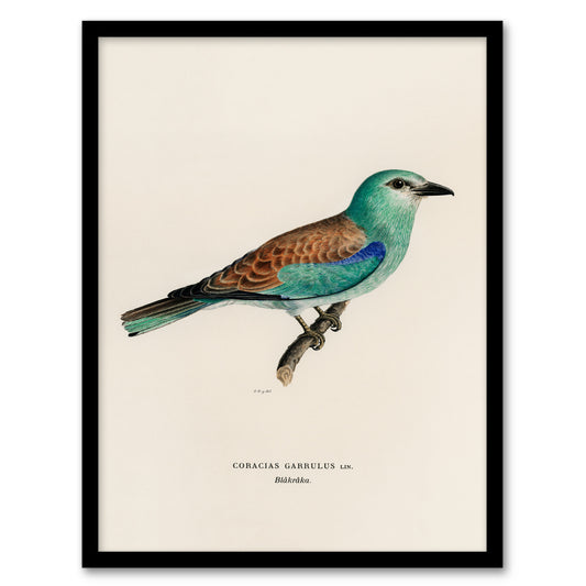 Magnus Von Wright Framed Wall Art Print European Roller Bird Home Décor