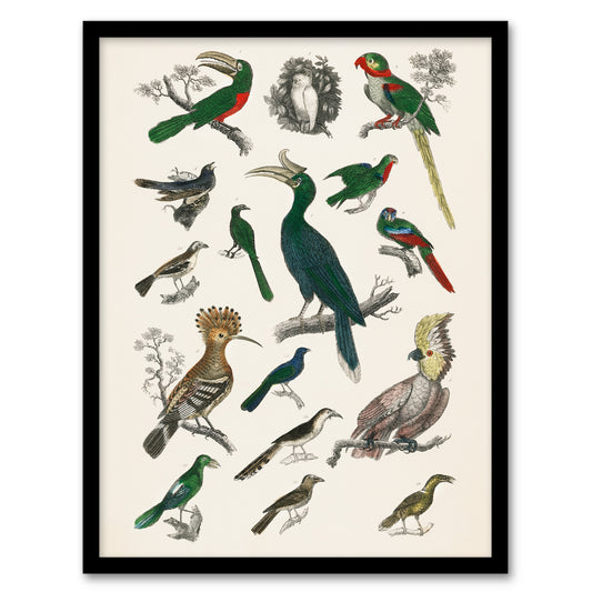 Oliver Goldsmith Framed Wall Art Various Birds Vintage Illustration Home Décor