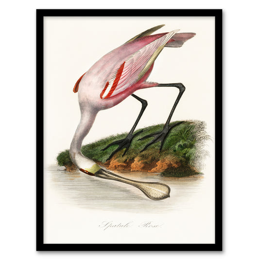Pierre Bernard Louis Couaihac Framed Wall Art Print Roseate Spoonbill Home Décor