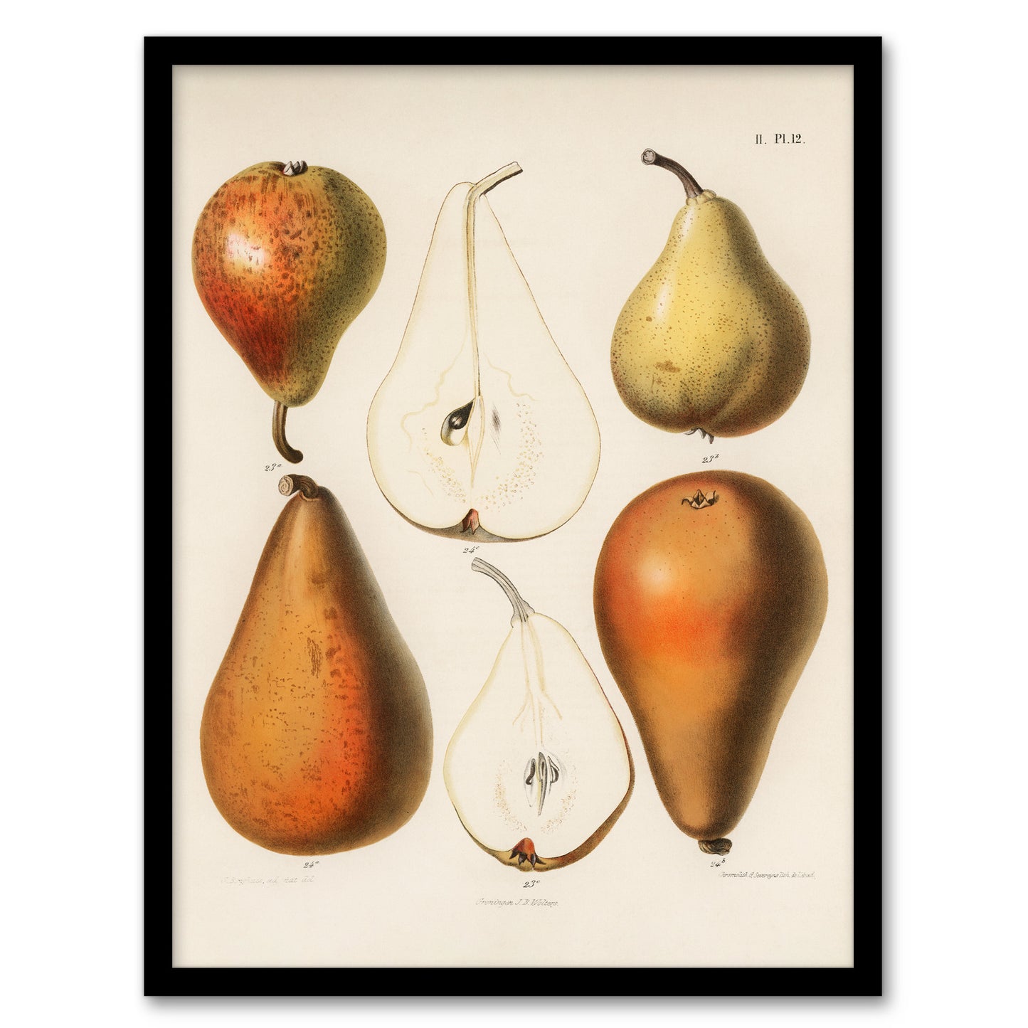 Samuel Berghuis Framed Wall Art Print Fresh Pears Halved Fruit Home Décor