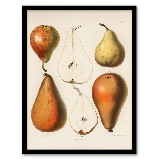 Samuel Berghuis Framed Wall Art Print Fresh Pears Halved Fruit Home Décor