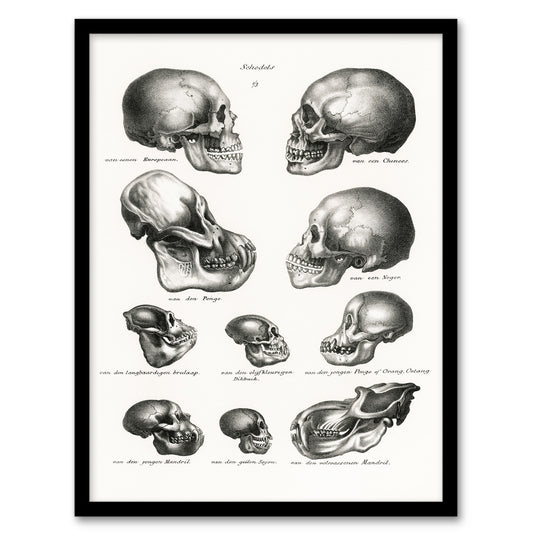 Schinz de Visser Framed Wall Art Print Human Monkey and Ape Skulls Home Décor