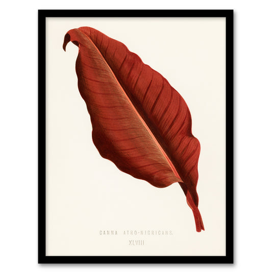 Shirley Hibberd Framed Wall Art Print Canna Vintage Botany Red Leaf Home Décor